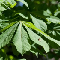 Horse Chestnut